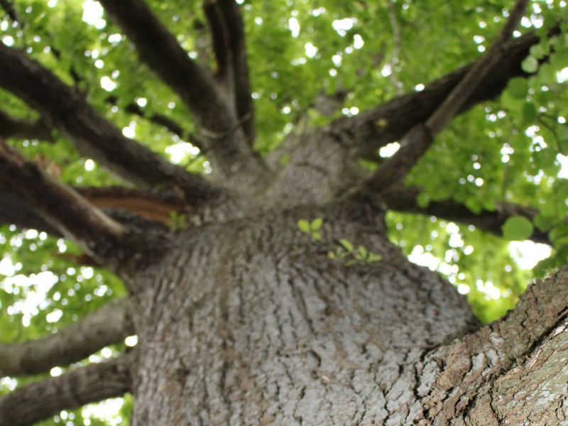 Escapade Nature - l'arbre (parcours des centenaires)