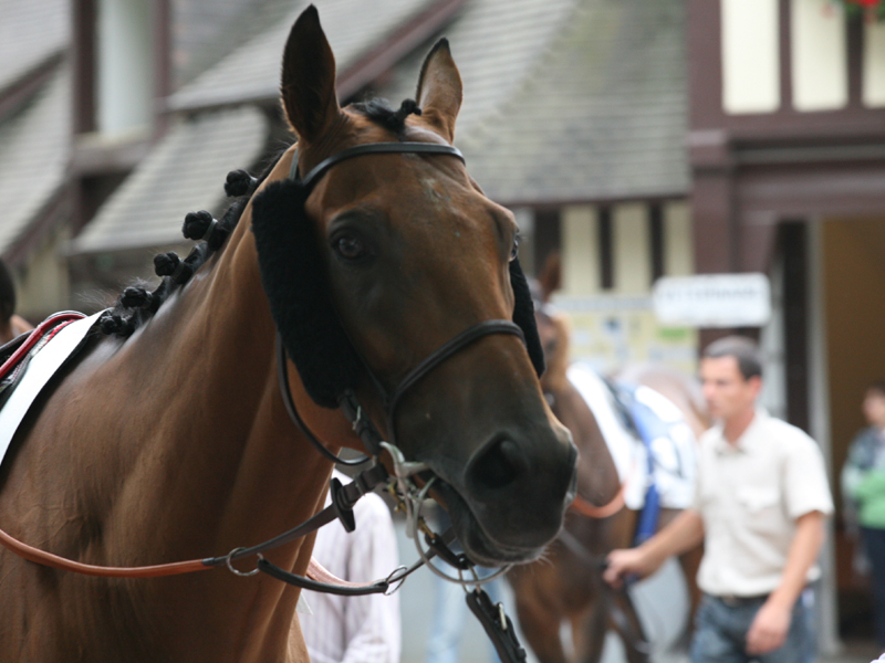 Visite guidée de l'hippodrome de Deauville-la Touques