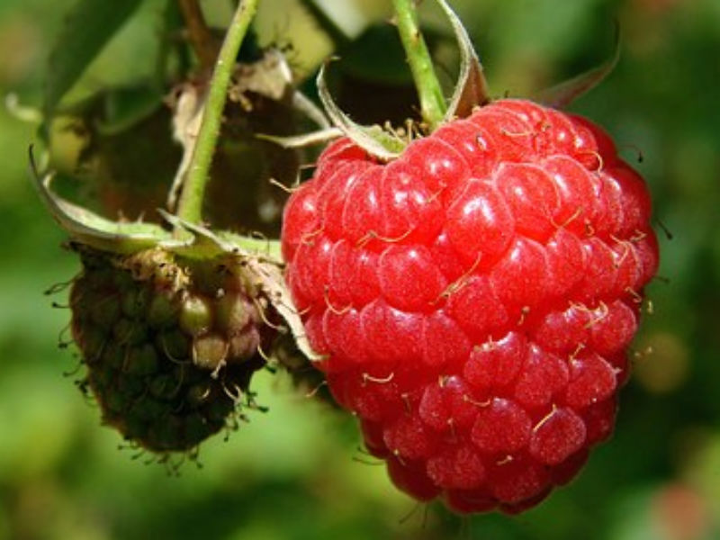 Escapade Nature - Petits fruits