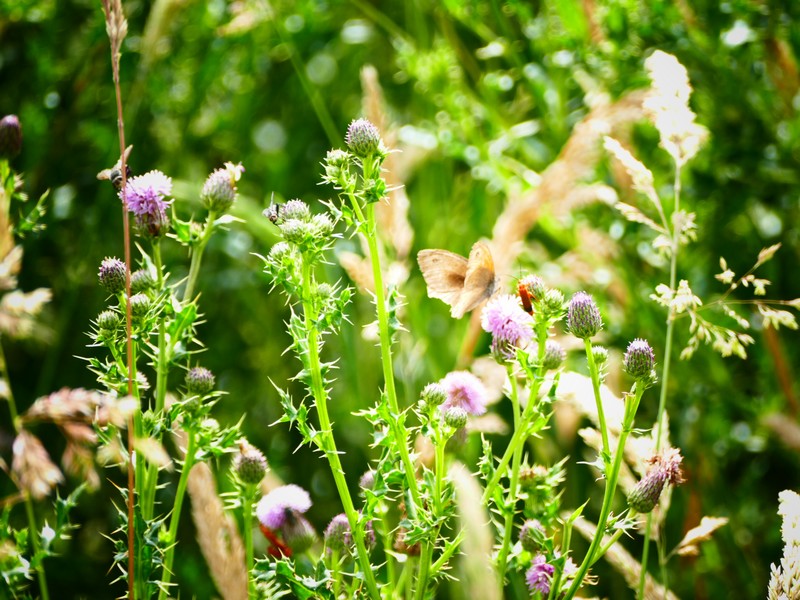 Sortie Nature :