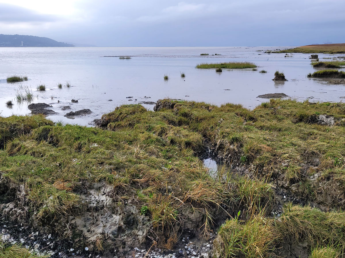 Prés salés et vasières se découvrant à marée basse
