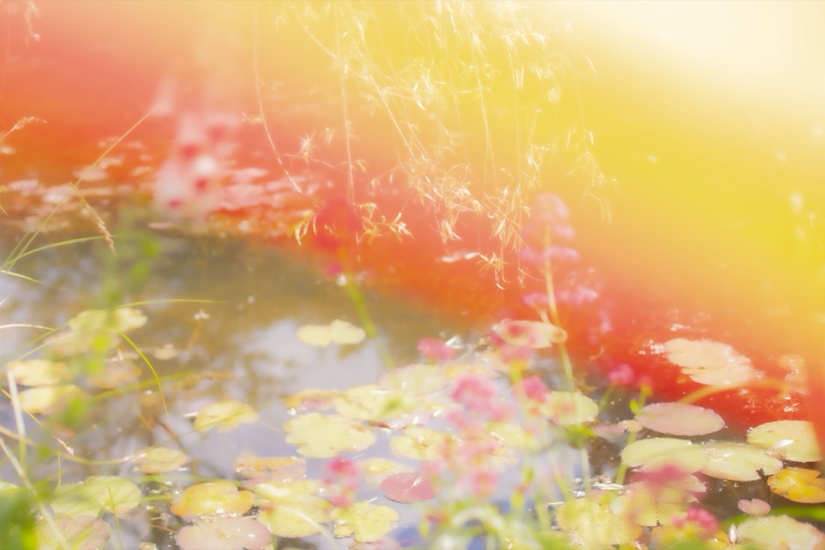Jardins Féériques