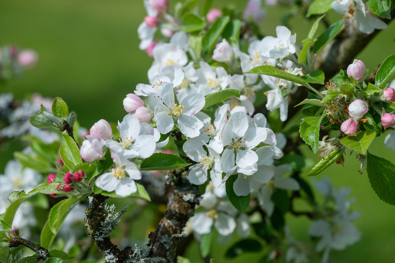 Le Lieu Chéri, Ouilly-le-Vicomte - photo 2