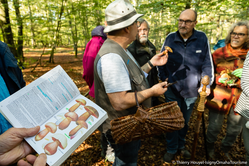 Découverte des champignons en forêt de Cerisy Du 21 sept au 26 oct 2024