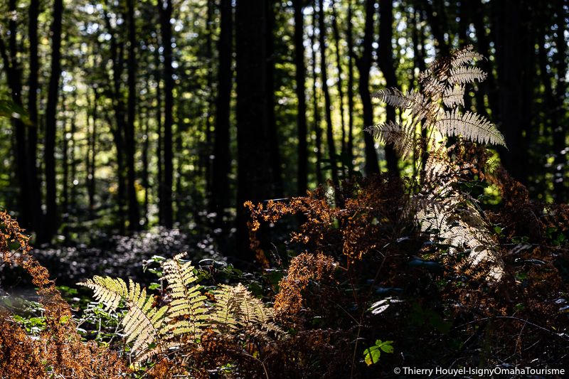 Les animaux nocturnes de la forêt de Cerisy, Montfiquet - photo 4