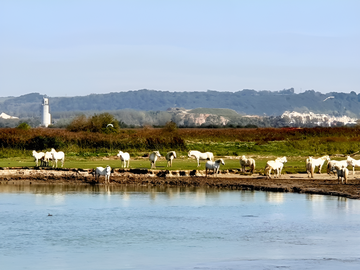 Bateau Aventura - Promenade en Mer Honfleur, Honfleur - photo 5