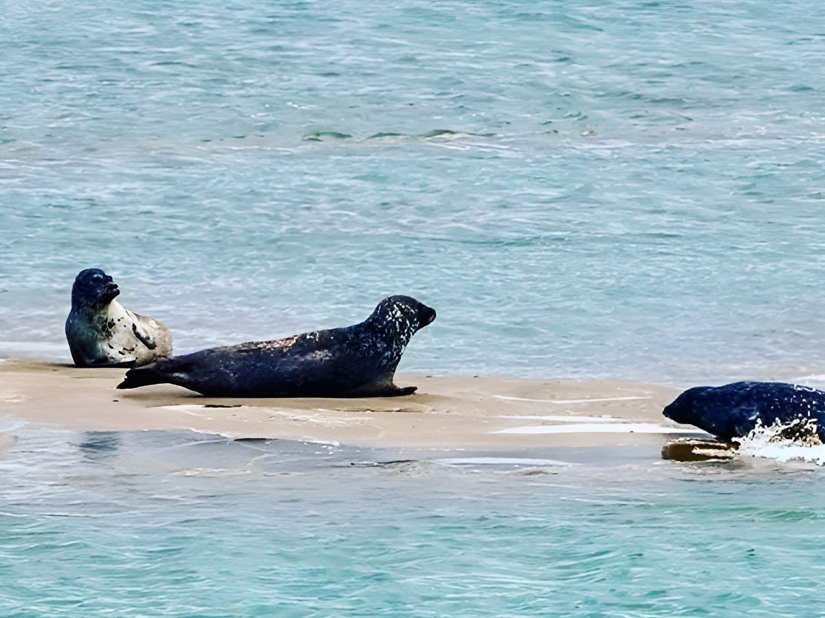 Bateau Aventura - Promenade en Mer Honfleur, Honfleur - photo 10