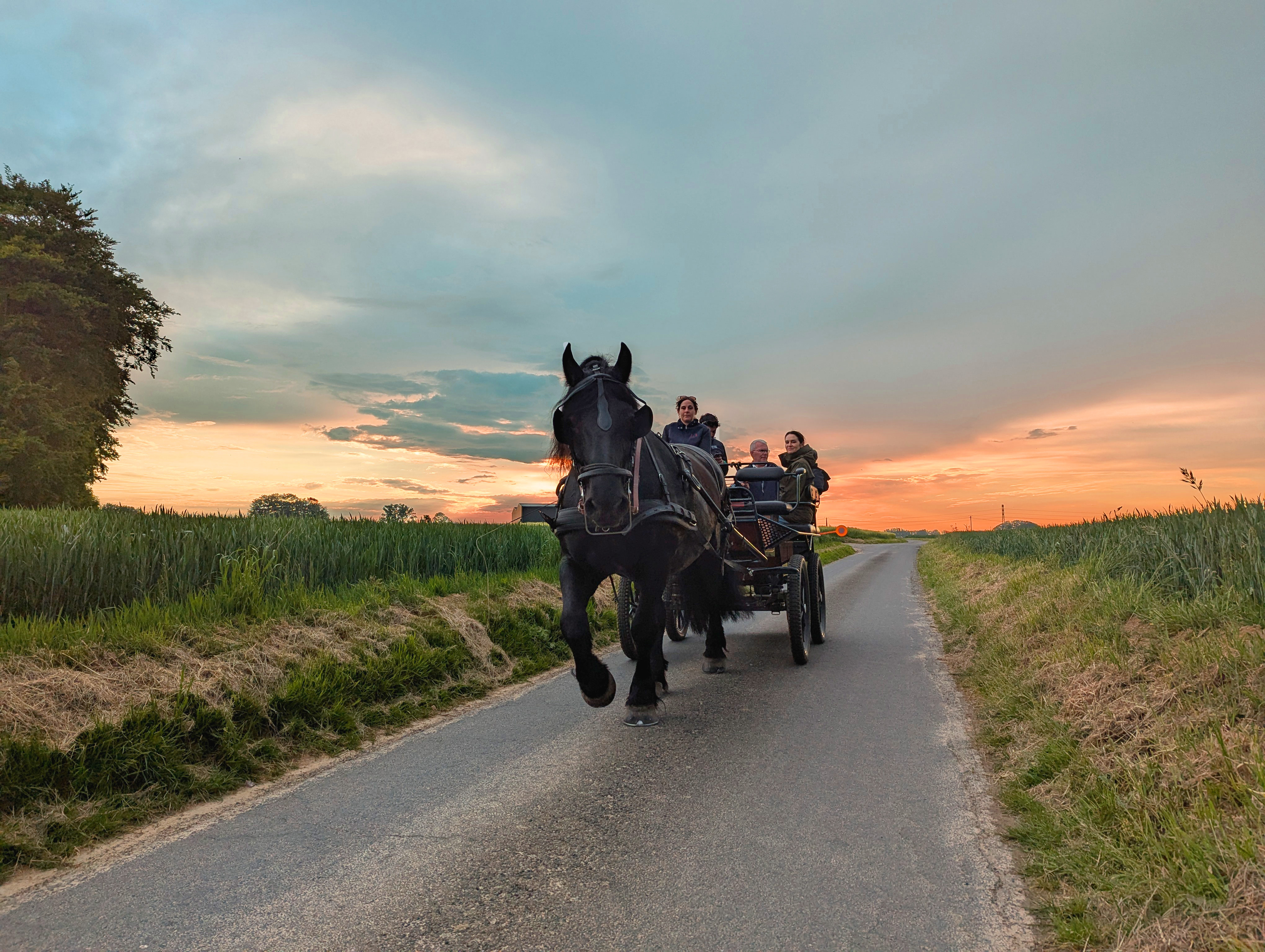 RDV Plein Air : balades en calèche, au pas des chevaux
