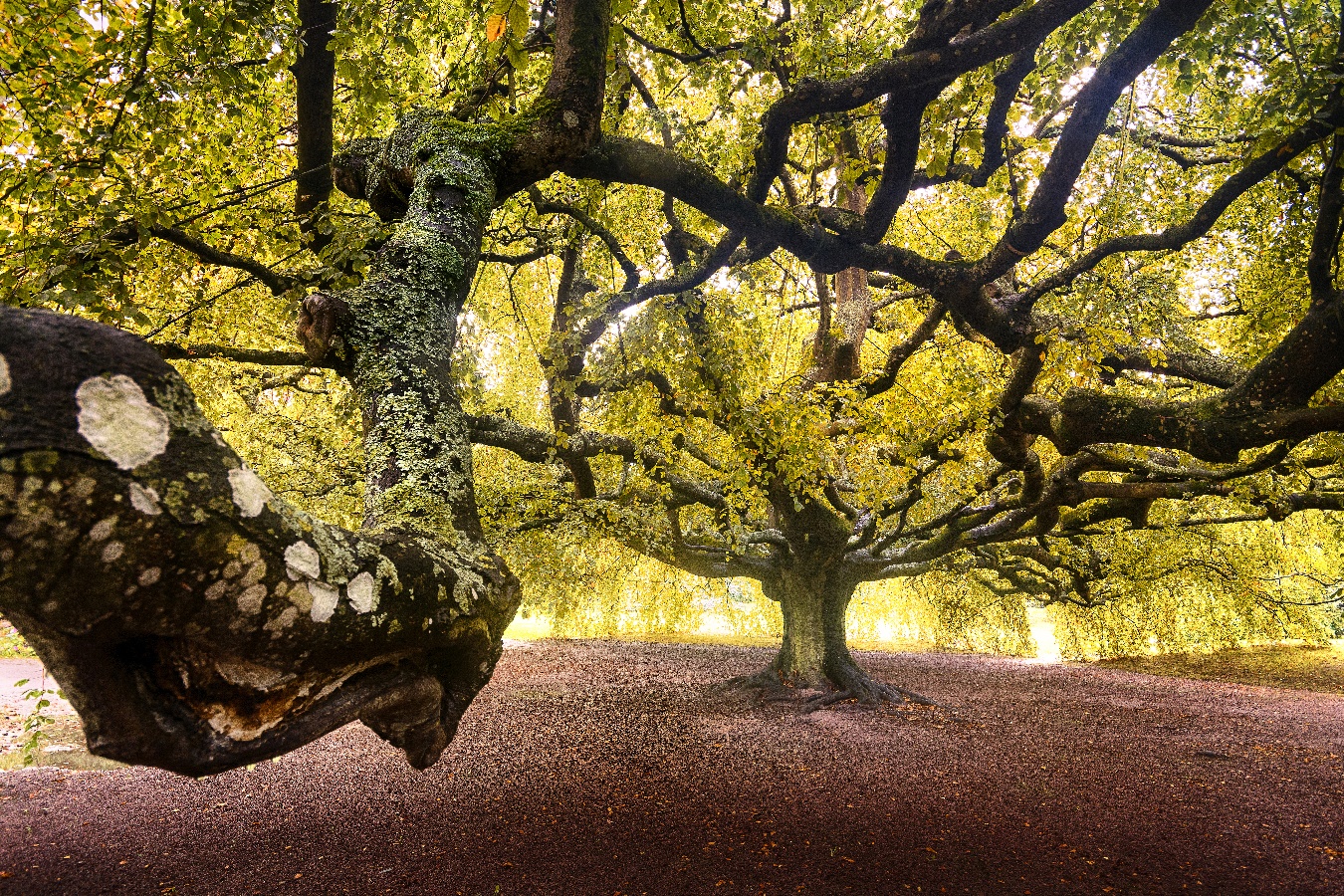 Jardin botanique de Bayeux, Bayeux - photo 6