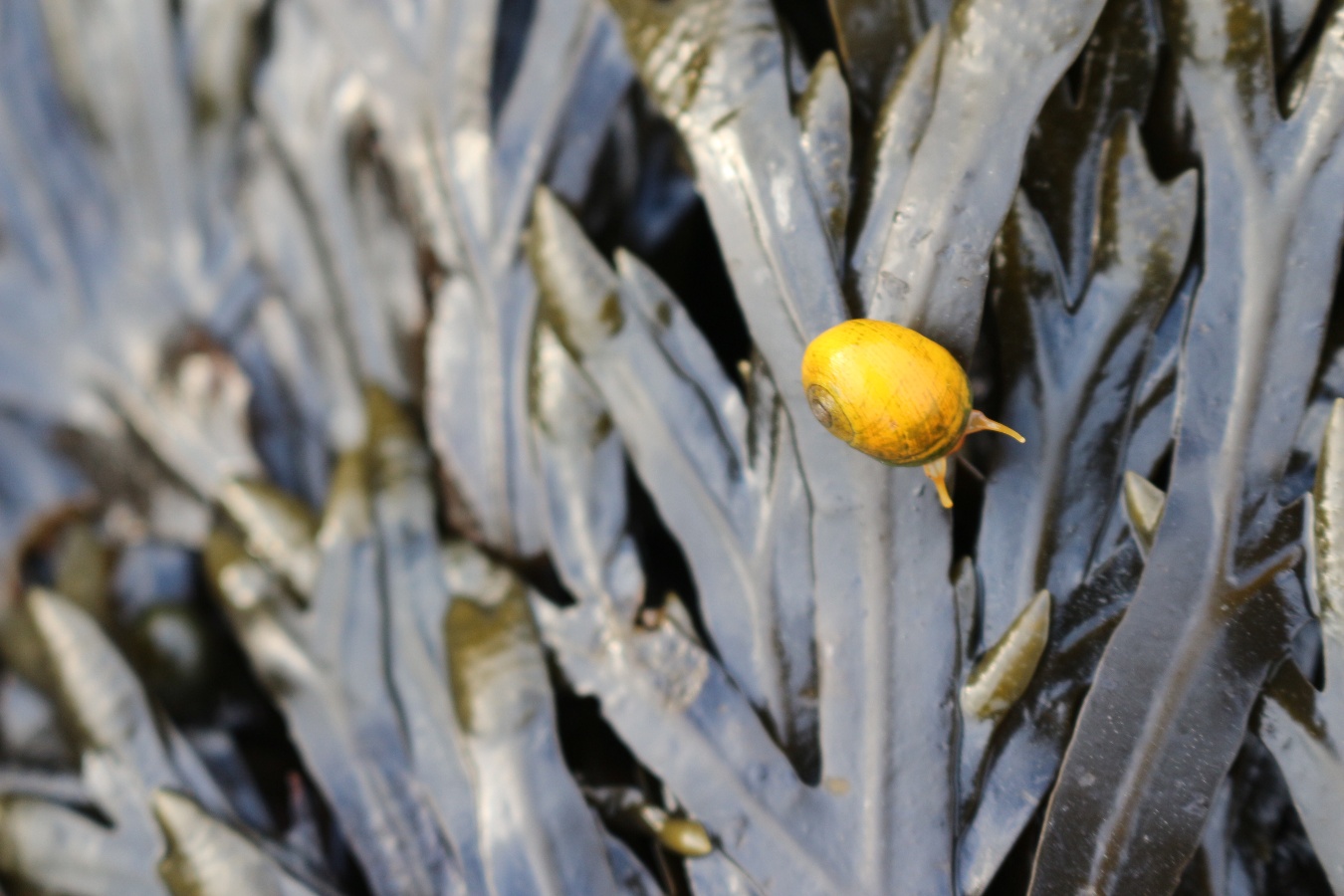 Faune et flore du bord de mer