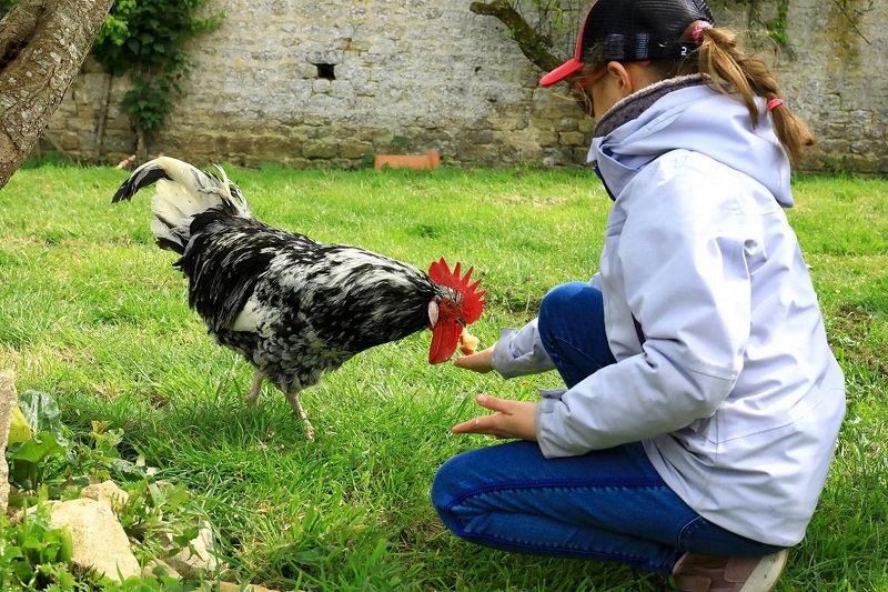 Ferme-musée du Cotentin, Sainte-Mère-Église - photo 4