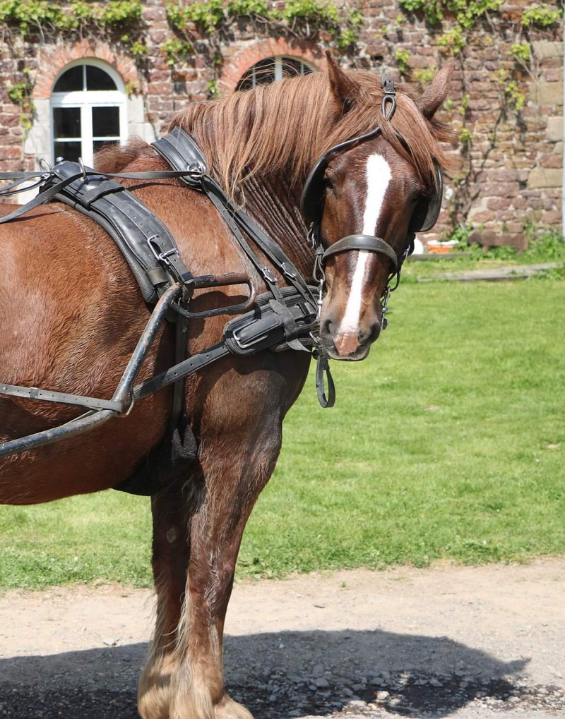 La Cavalerie d'Andrea — photo 3