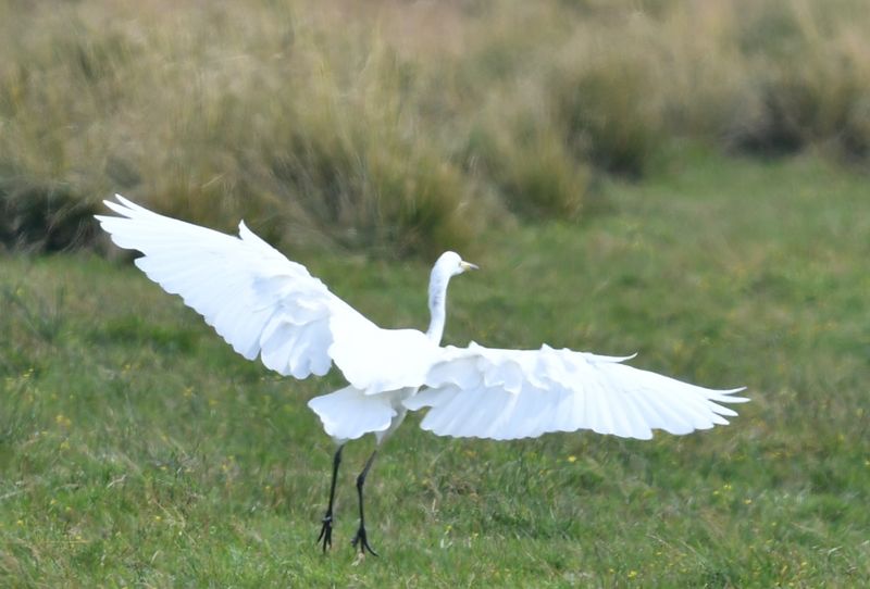 Les Bateliers des Marais du Cotentin > Location de barques électriques