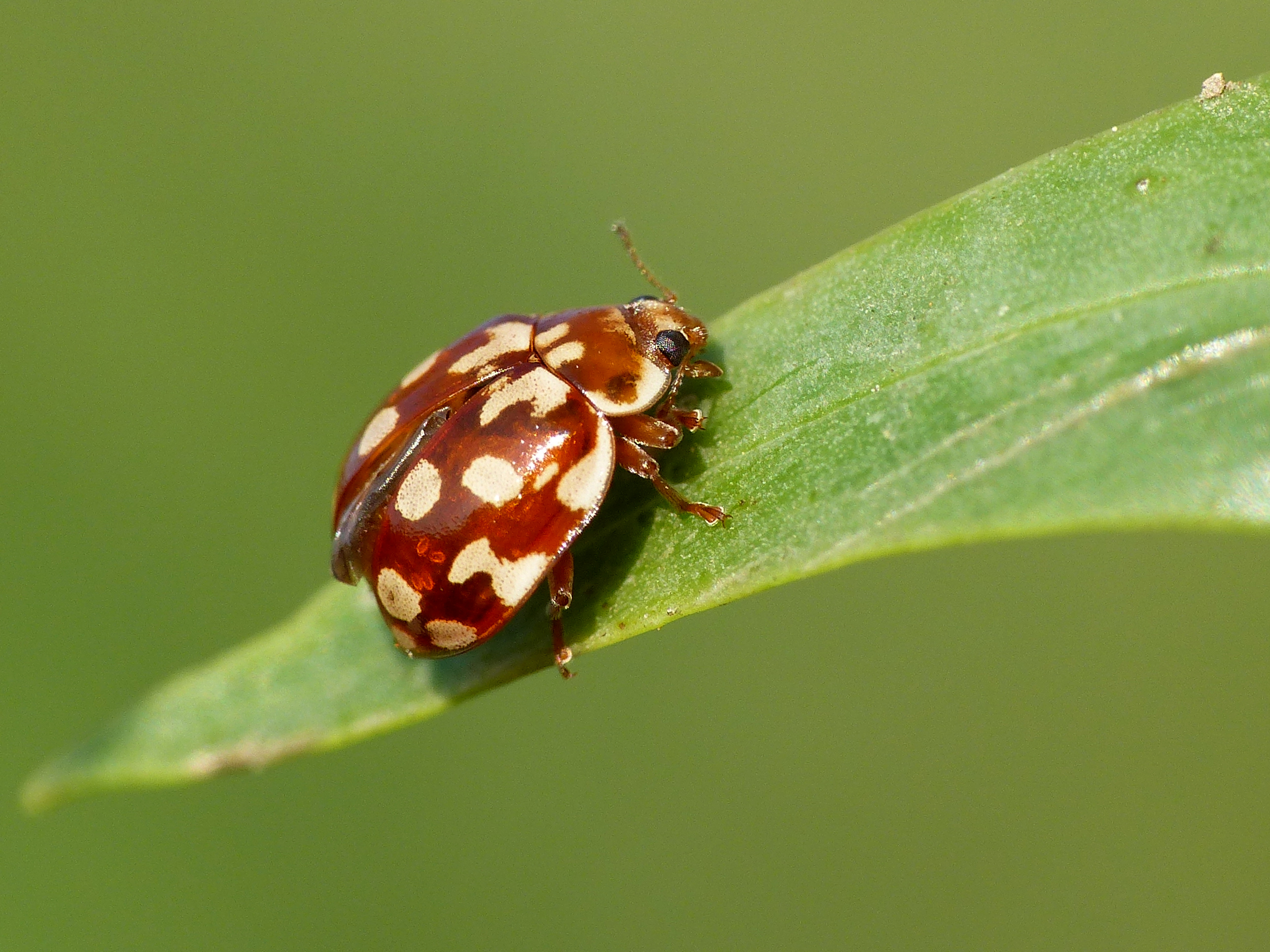 On fait le point... sur les coccinelles !