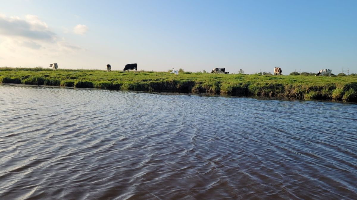 Les Bateliers des Marais du Cotentin > Location de barques électriques, Carentan-les-Marais - photo 8