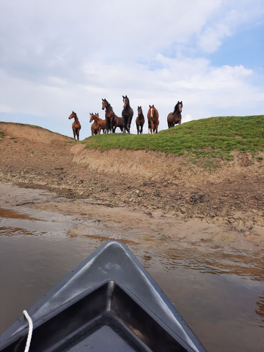 Les Bateliers des Marais du Cotentin > Location de barques électriques, Carentan-les-Marais - photo 20