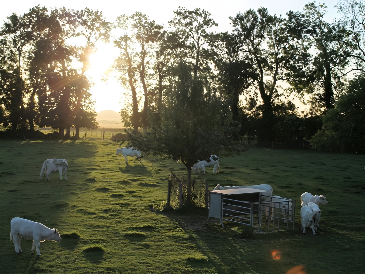 La ferme des Châtaigniers, Vienne-en-Bessin - photo 7