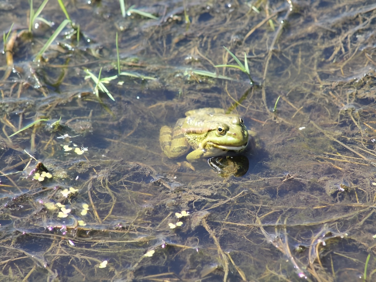 La ferme des Châtaigniers, Vienne-en-Bessin - photo 4