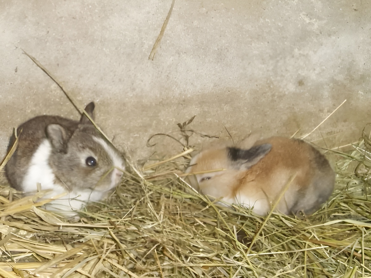 La ferme des Châtaigniers, Vienne-en-Bessin - photo 3