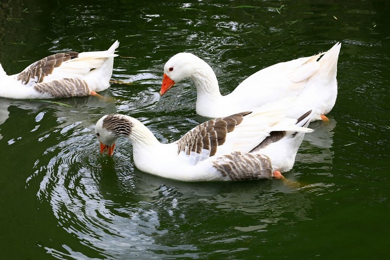 Ferme-musée du Cotentin, Sainte-Mère-Église - photo 19