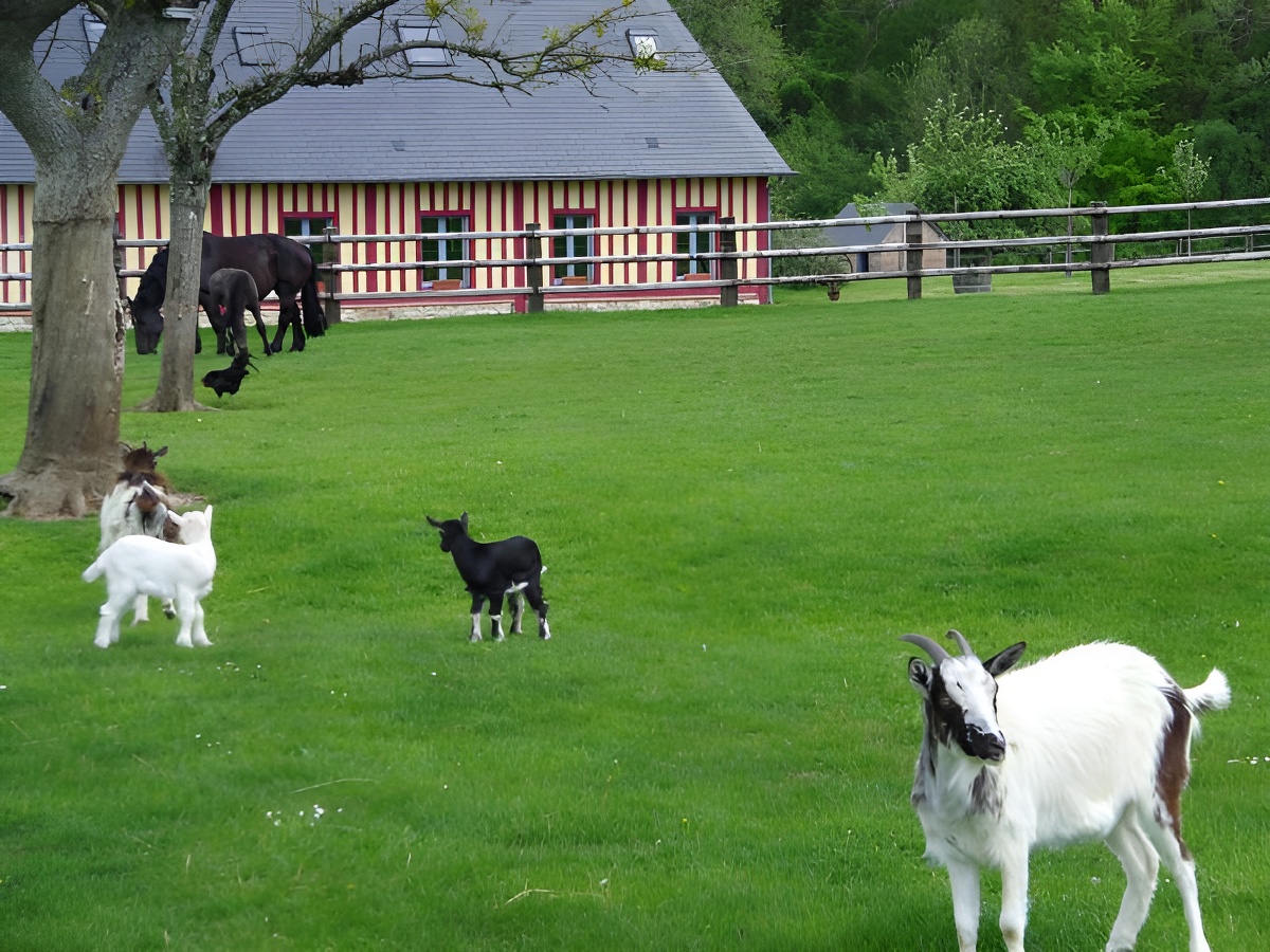 Ferme de la Calèche - L'écurie, Saint-Germain-de-Livet - photo 20
