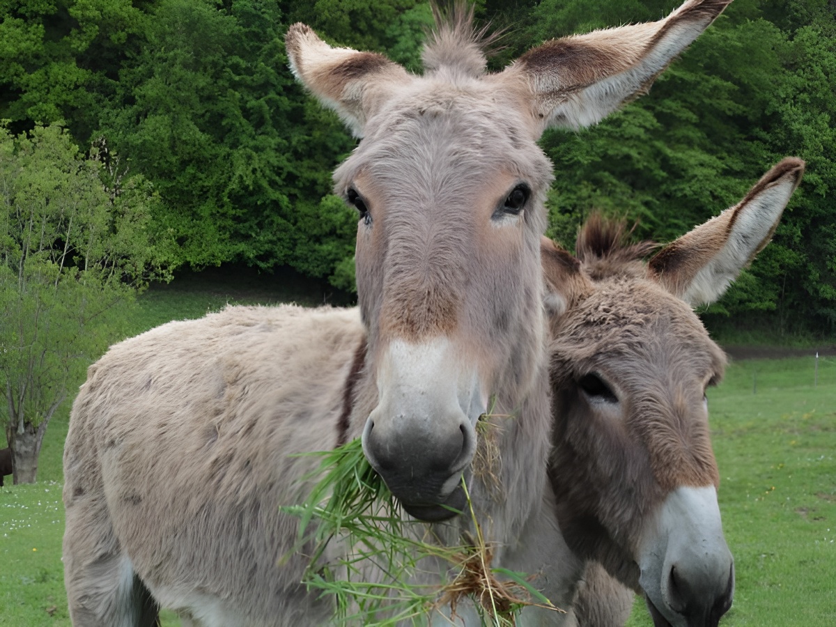 Ferme de la Calèche - L'écurie, Saint-Germain-de-Livet - photo 12