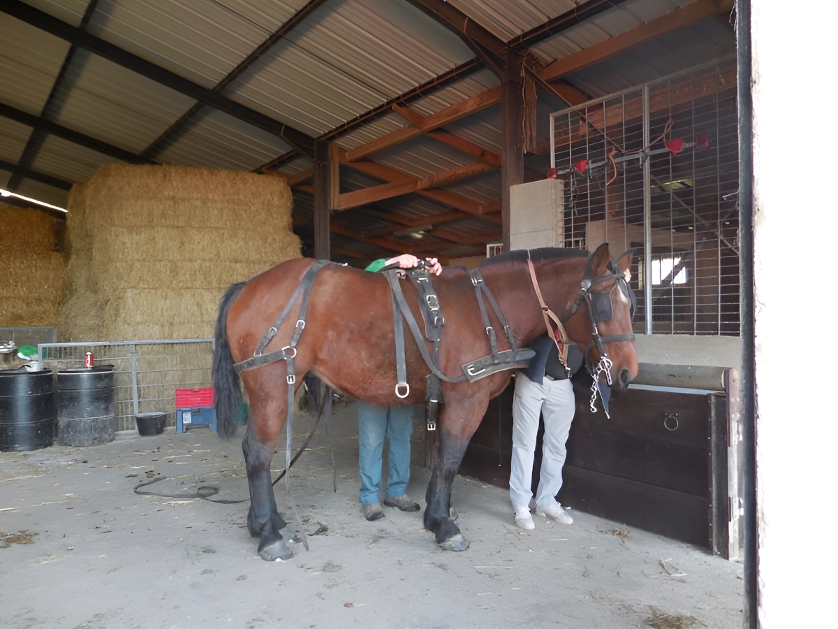 Ferme de la Calèche - L'écurie, Saint-Germain-de-Livet - photo 19