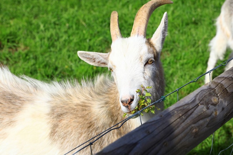 Ferme-musée du Cotentin, Sainte-Mère-Église - photo 13