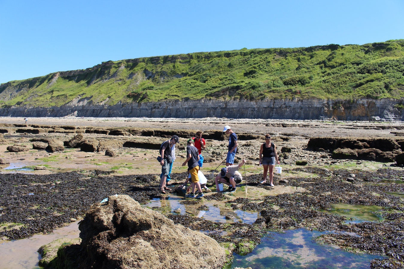 Faune et flore du bord de mer