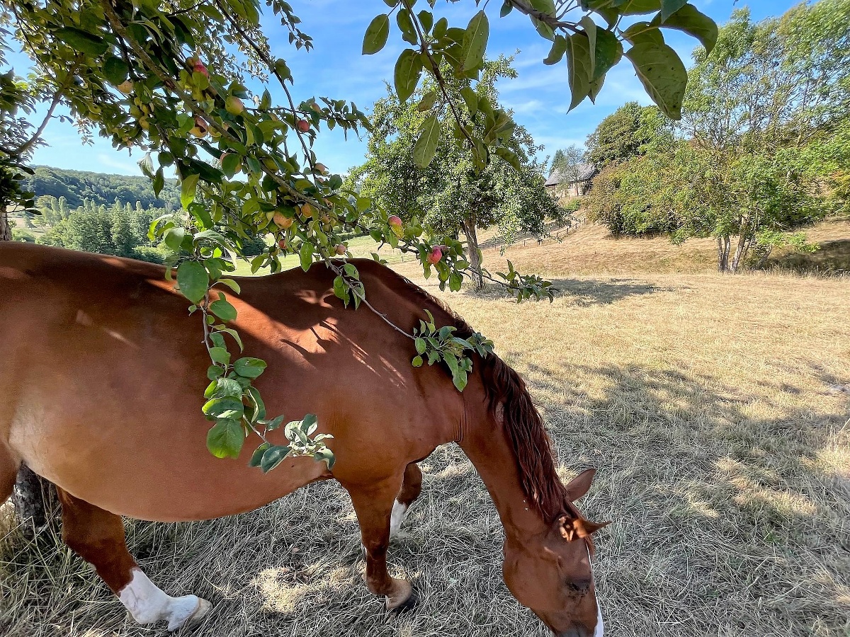 Le Gîte Pâquerette, Hermival-les-Vaux - photo 13