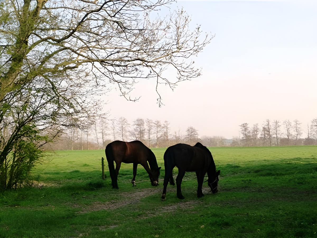 Le Val de Marigny, Longues-sur-Mer - photo 8
