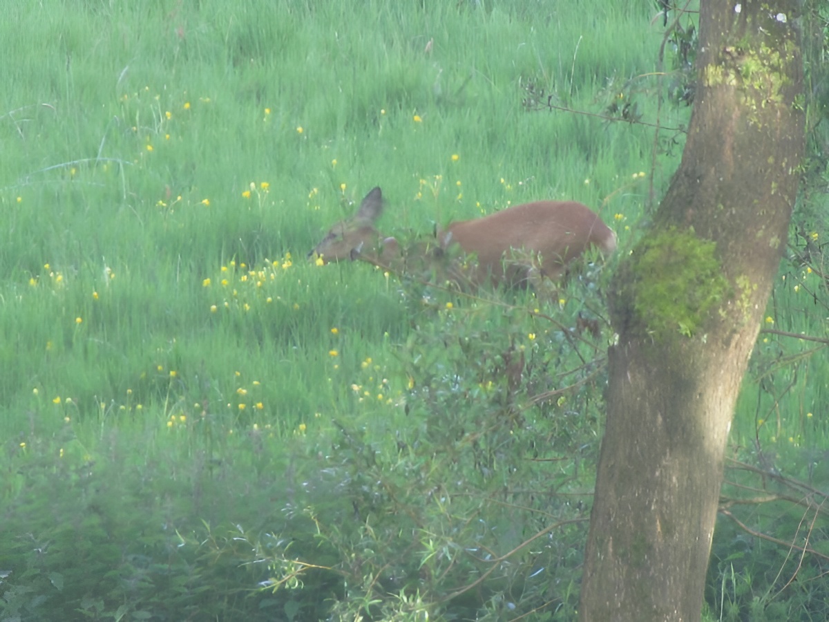 Les Magnolias, Cahagnes - photo 9