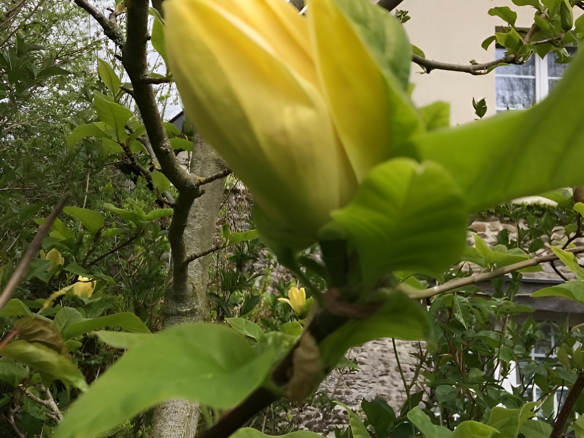 Les Magnolias, Cahagnes - photo 16