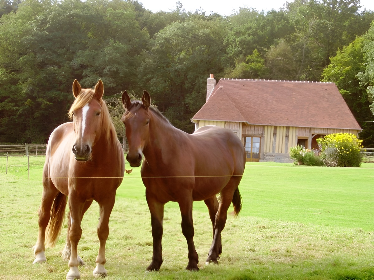 Le Pressoir, Saint-Germain-de-Livet - photo 2