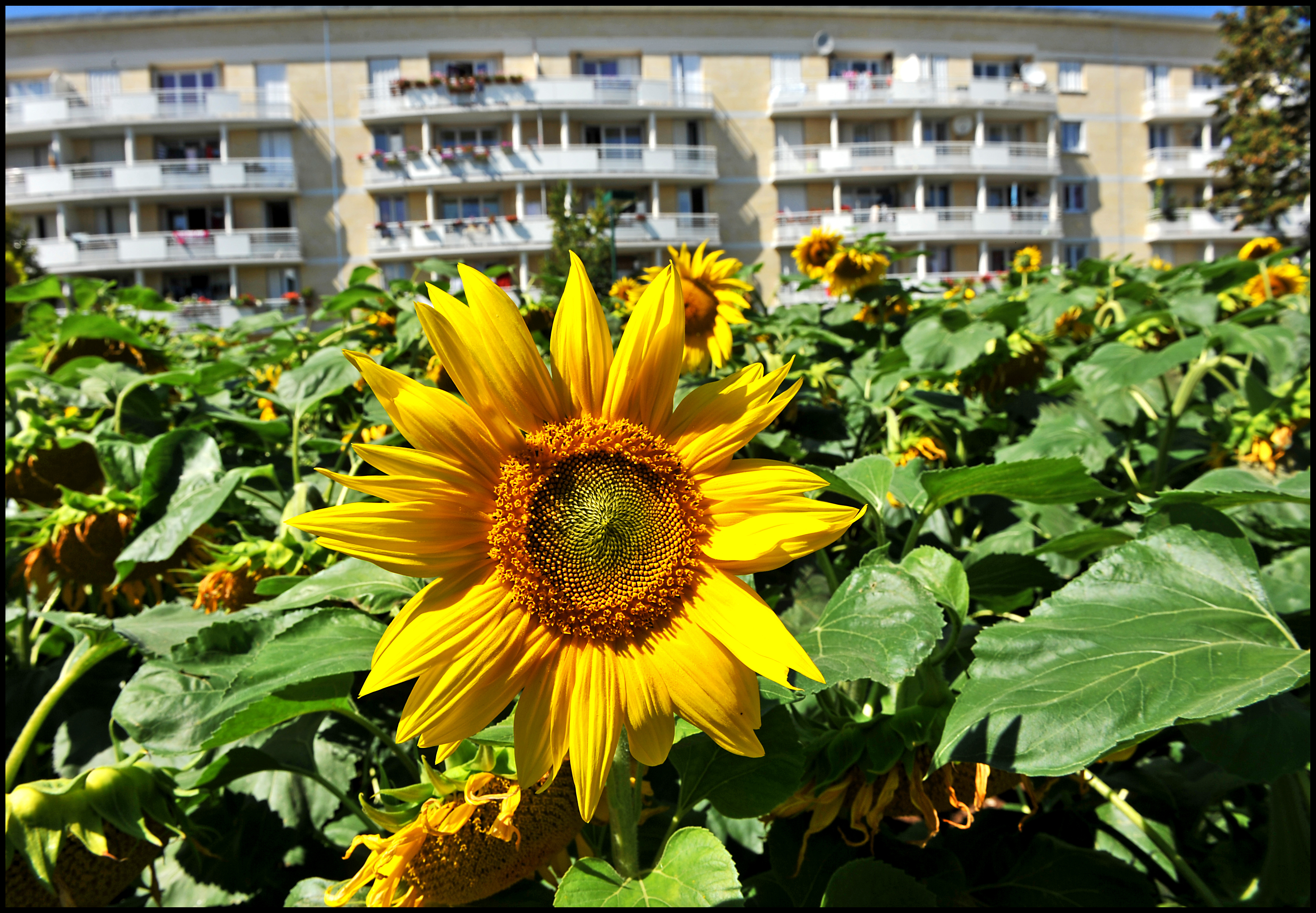 Atelier petites graines : manger son quartier