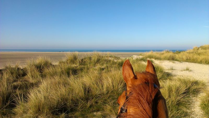Centre Equestre d'Hauteville-sur-Mer