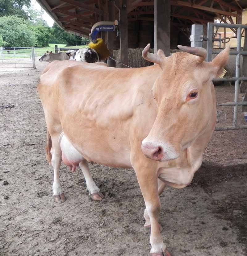 GAEC du Guérin, Belval