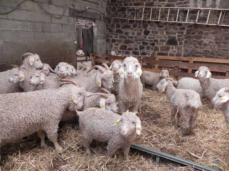 Là-Bas Laines, La Baleine - photo 10
