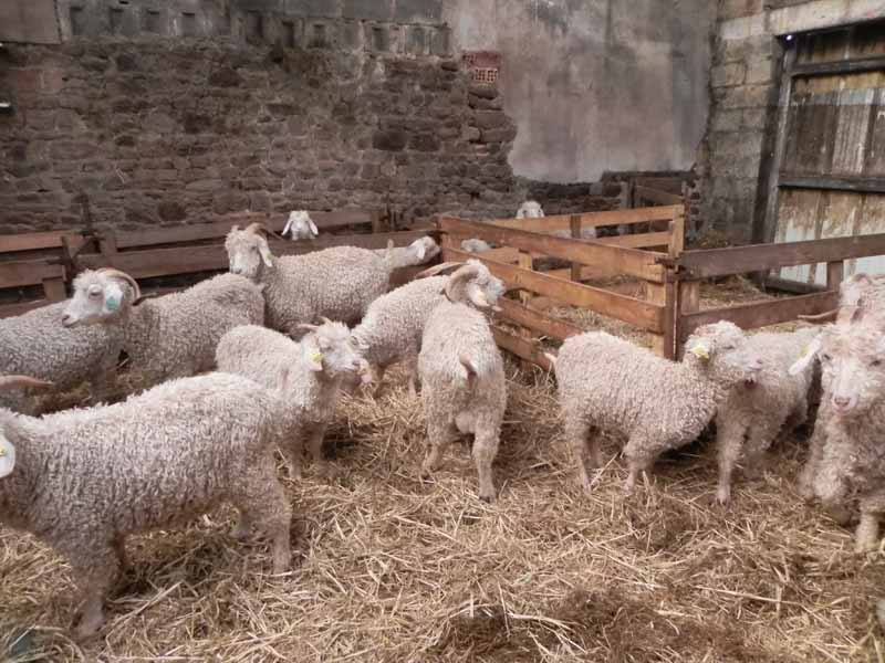 Là-Bas Laines, La Baleine - photo 5