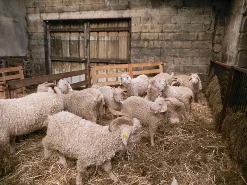 Là-Bas Laines, La Baleine - photo 6