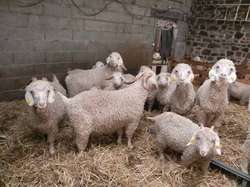 Là-Bas Laines, La Baleine