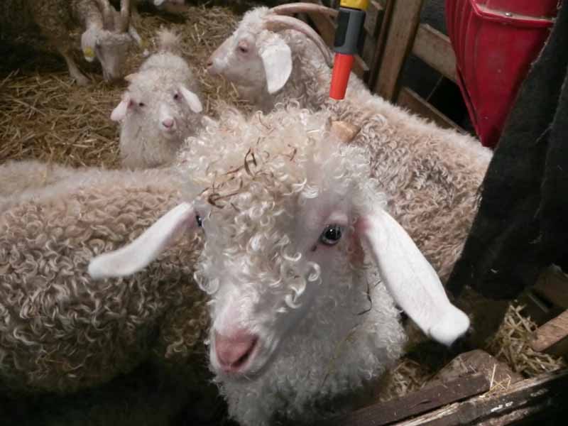 Là-Bas Laines, La Baleine - photo 7