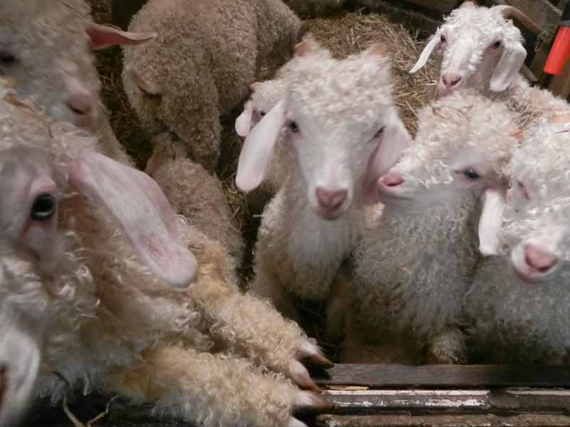 Là-Bas Laines, La Baleine - photo 2