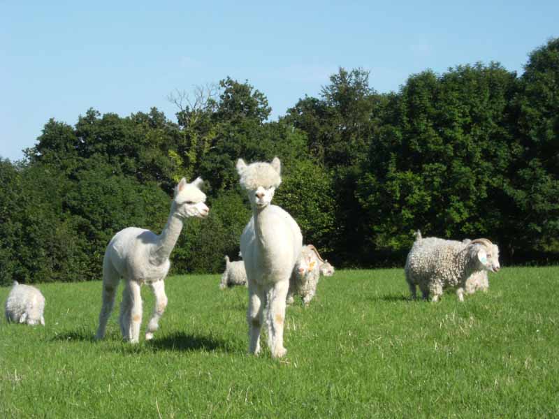 Là-Bas Laines, La Baleine - photo 3
