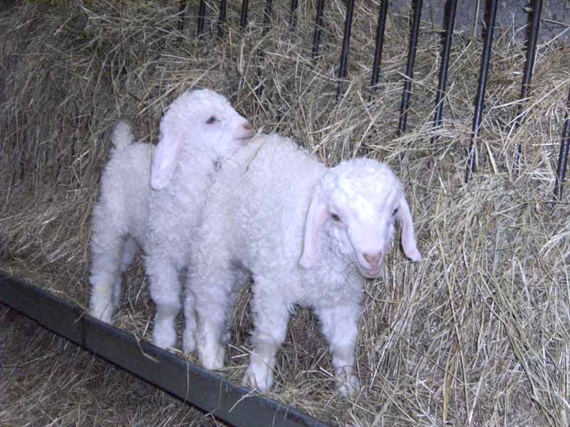 Là-Bas Laines, La Baleine - photo 4