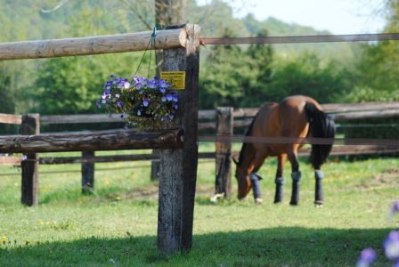 Val de Vire Equitation, Condé-sur-Vire - photo 4