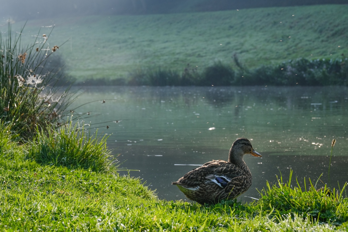 Parcours Permanent d'Orientation de Villers-Bocage, Villers-Bocage - photo 4