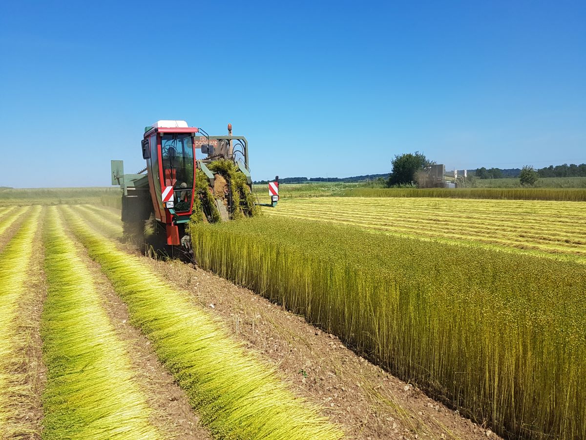 Ferme Saint-Vaast – Fibre de lin, Le Castelet