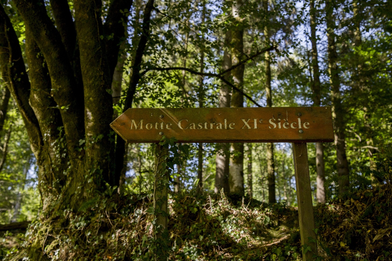 Forêt Domaniale de Saint-Sever-Calvados, Noues de Sienne - photo 7