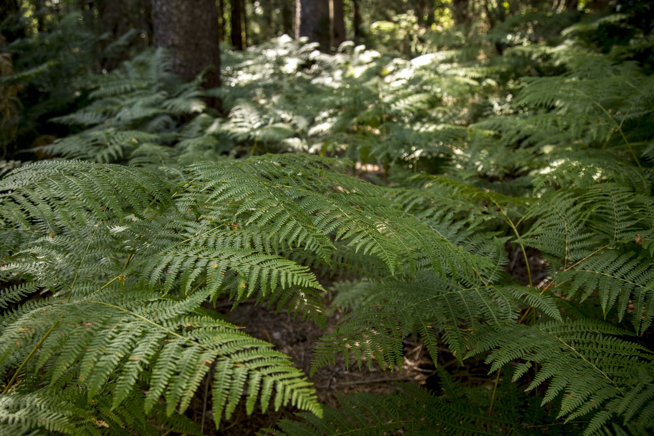 Forêt Domaniale de Saint-Sever-Calvados, Noues de Sienne - photo 2